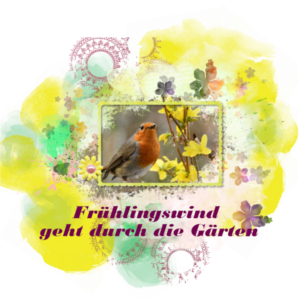 Rotkehlchen Rotkehlchen